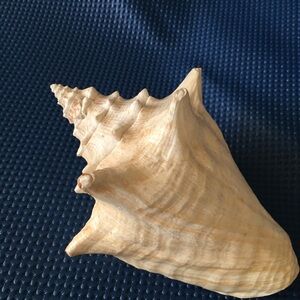Natural Spiral Concha Seashell
